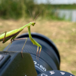 green cricket praying mantis sat atop a camera shooting scenery