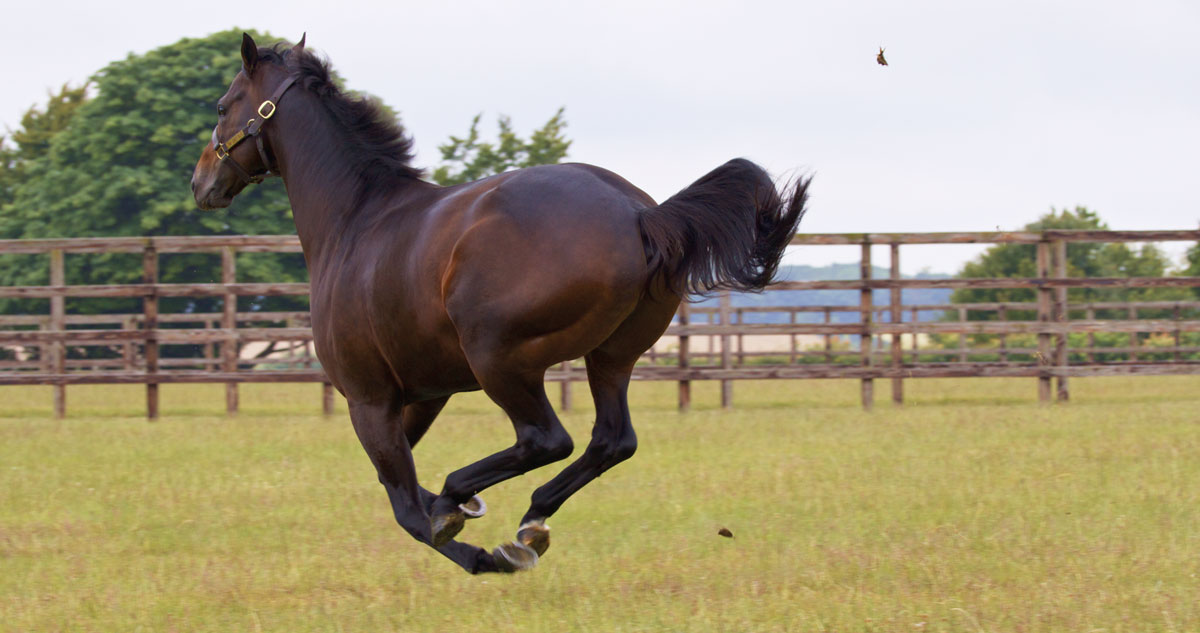 Bridle suite: To ensure stallions get chosen for breeding, the films need to show them in all their glory – usually in slow-motion action