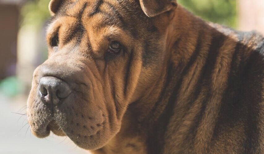 A large brown dog standing outside