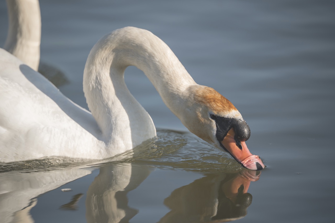 A swan with an orange head dipping it's beak into the water as it floats along