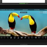 A monitor from Atomos showing two birds on the screen