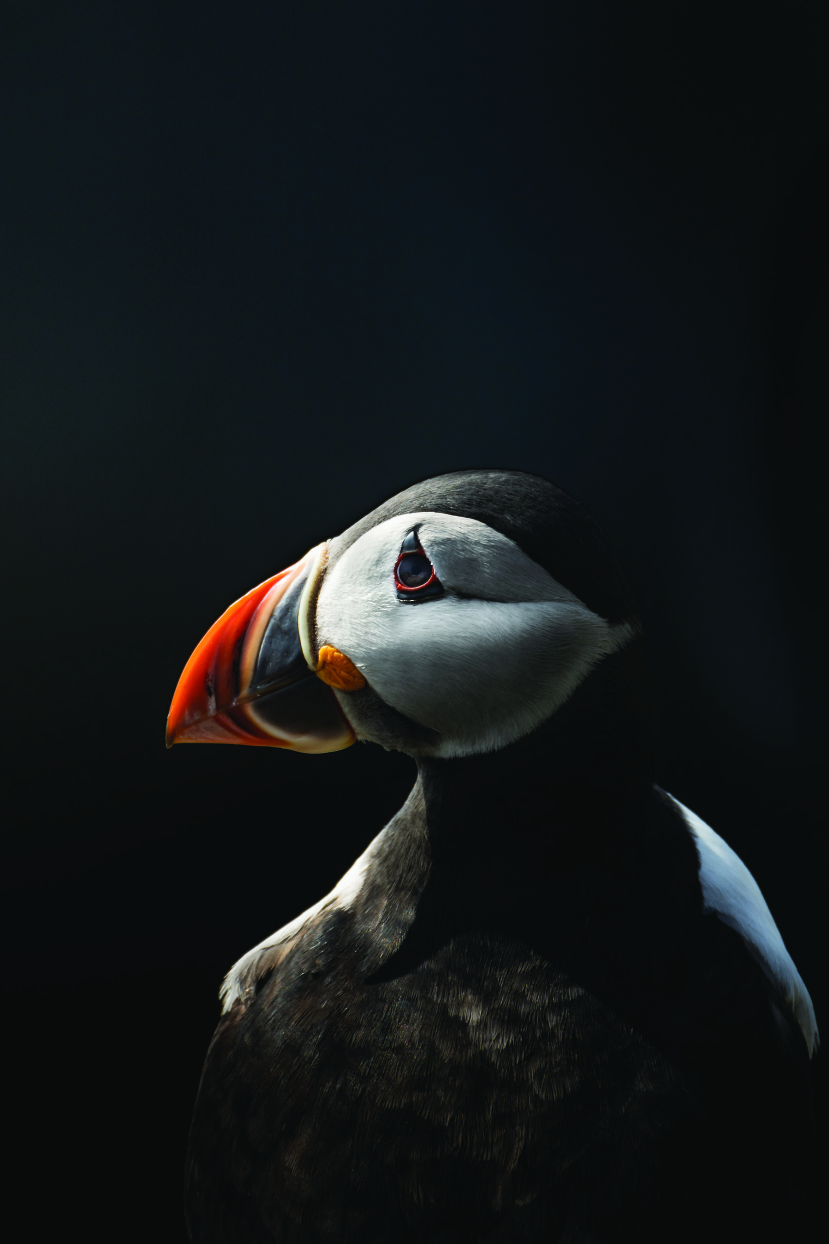Isle of May Puffin