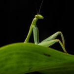 'Sexy Mantis' by Diego-Perez finalist image in Nikon Wildlife Comedy Photography Awards