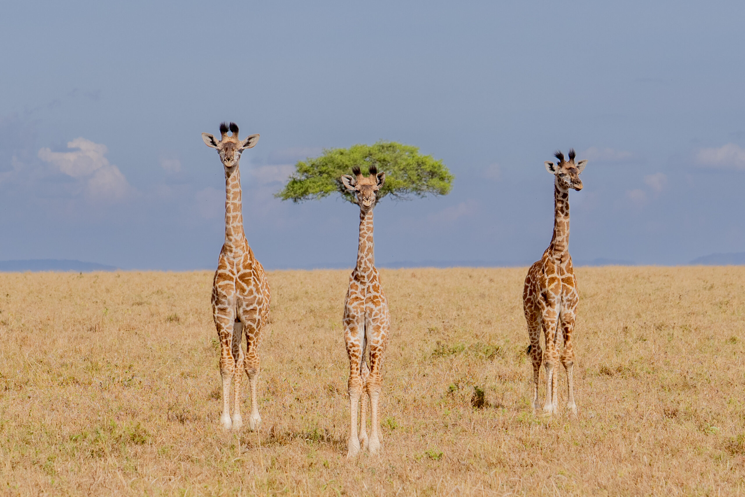 three giraffes and a tree 'The Different One' [© Dirk Koster / Nikon Comedy Wildlife Awards]