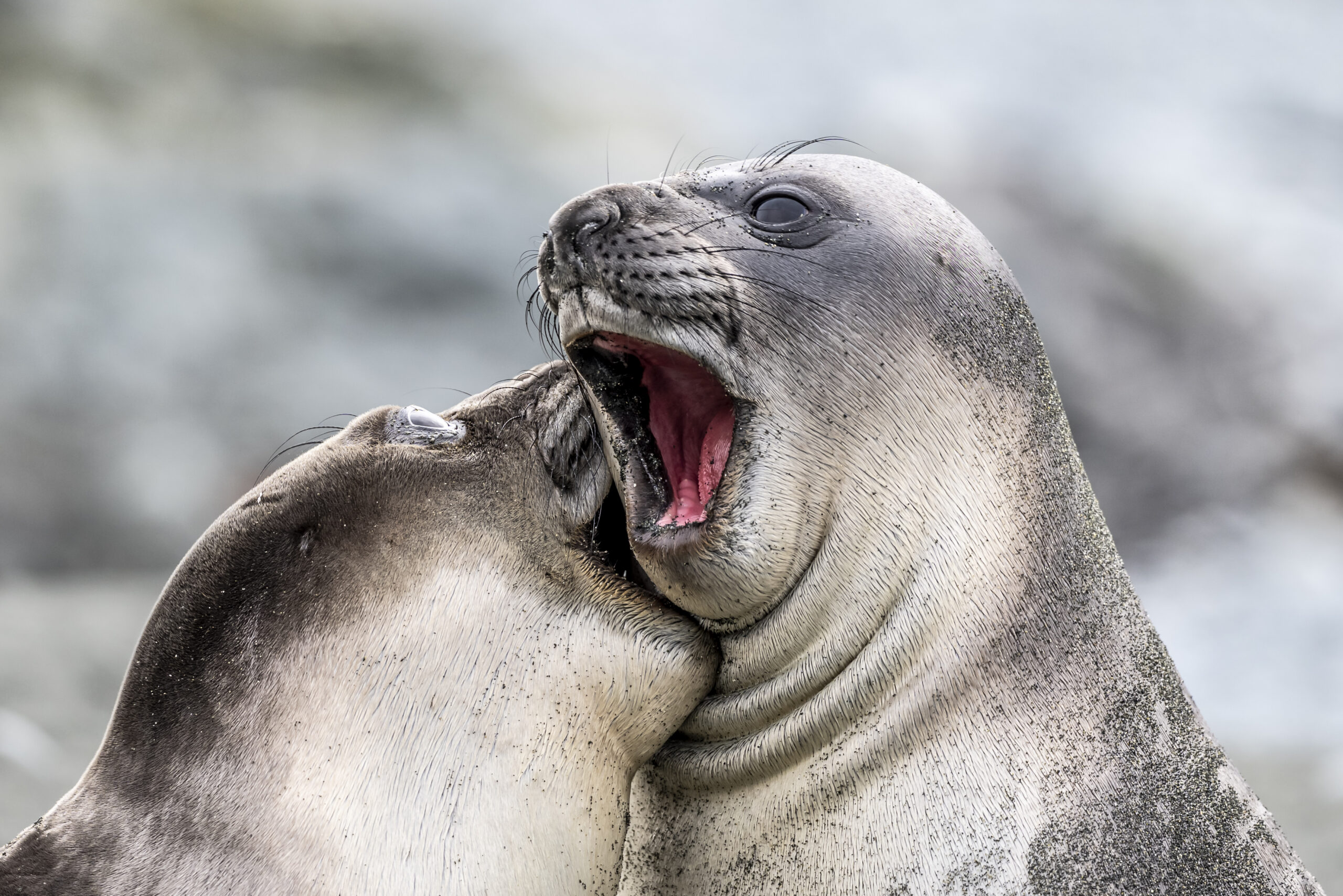 two seals. 'Careful, You'll Leave a Love Bite' [© Doug Gimesy / Nikon Comedy Wildlife Awards]