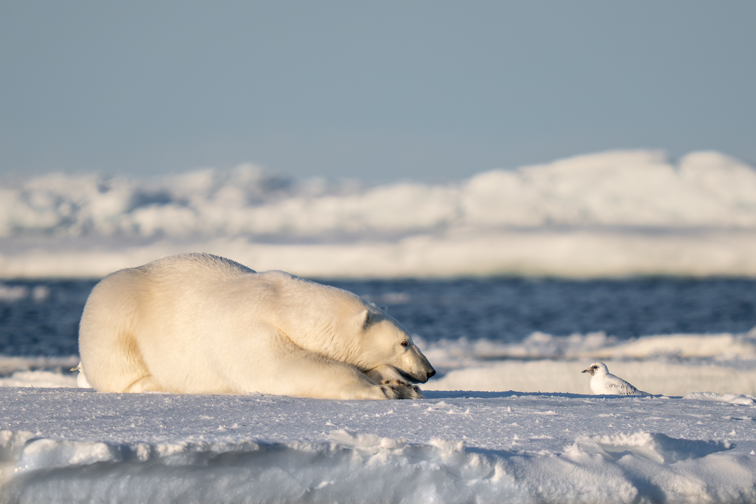 'If I Were Just a Little Faster?' [© Eric Boren / Nikon Comedy Wildlife Awards]
