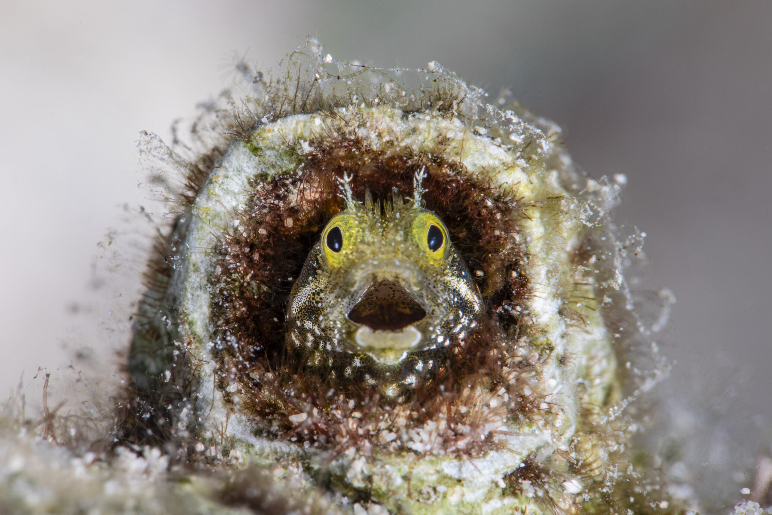 'Did I Sleep Past My Alarm?' [© Fabi Fregonesi / Nikon Comedy Wildlife Awards]