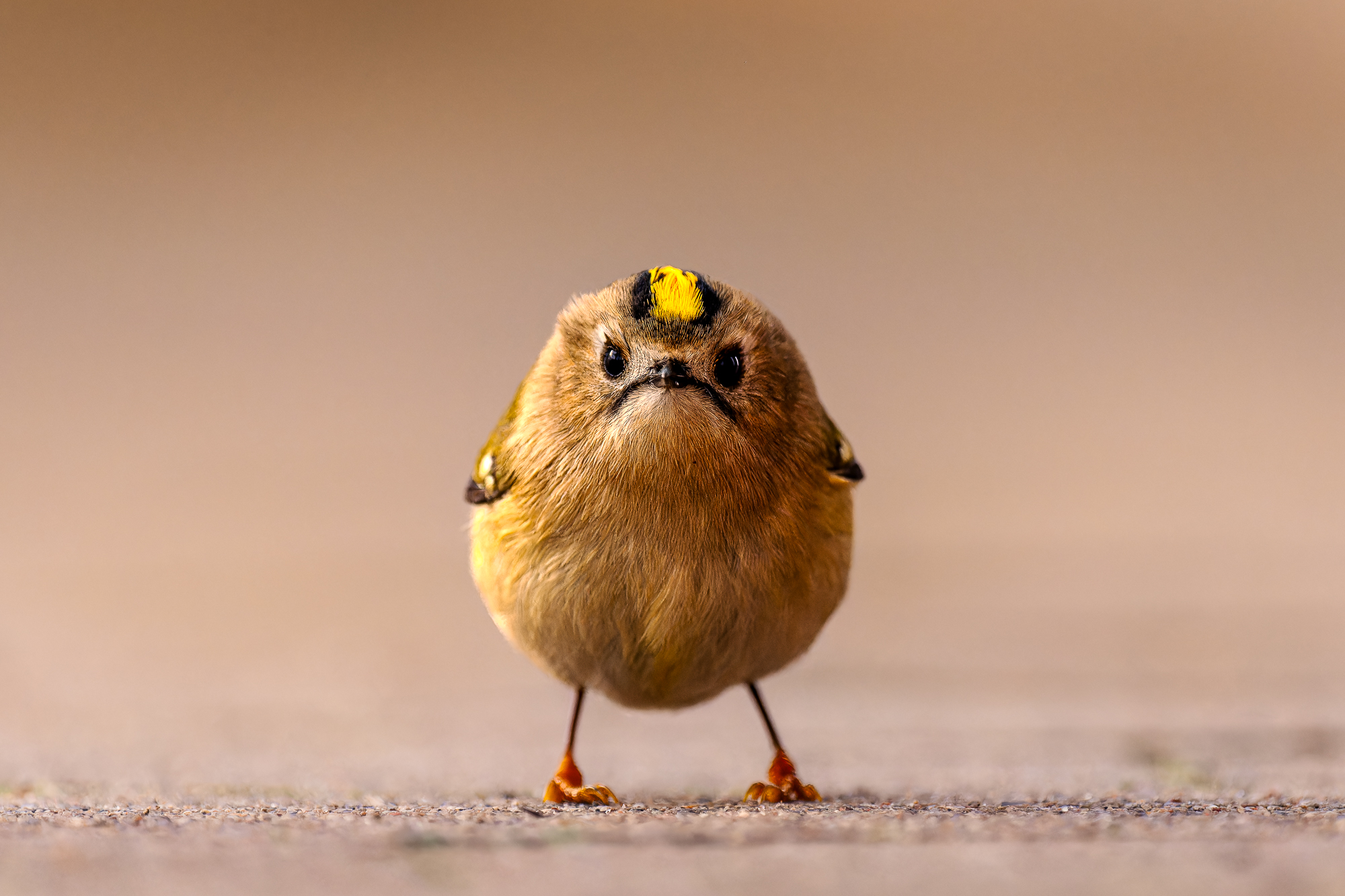a small yellow bird looking at the camera 'Angry Bird' [© Jan Wittmer / Nikon Comedy Wildlife Awards]