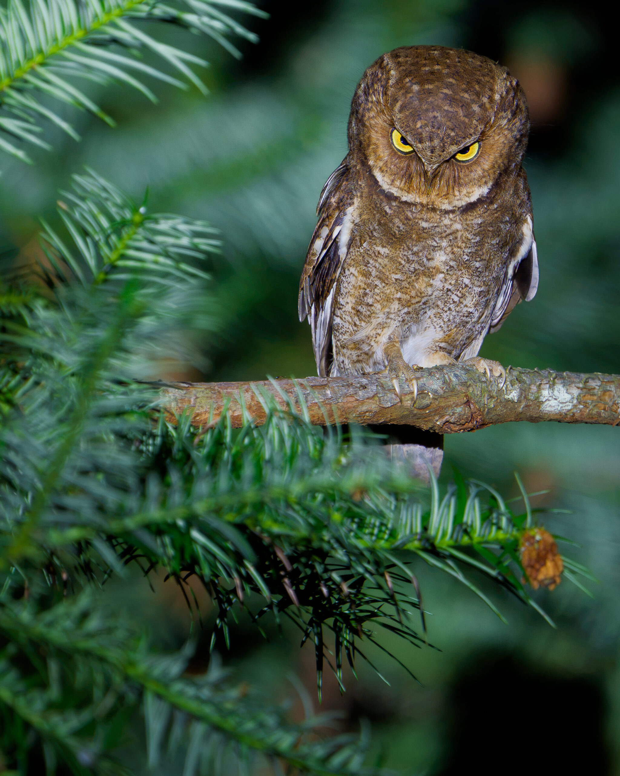 brown owl looking at camera sitting on a tree branch. 'Resting Owl Face' [© Ka Chun Jacky Sung / Nikon Comedy Wildlife Awards]