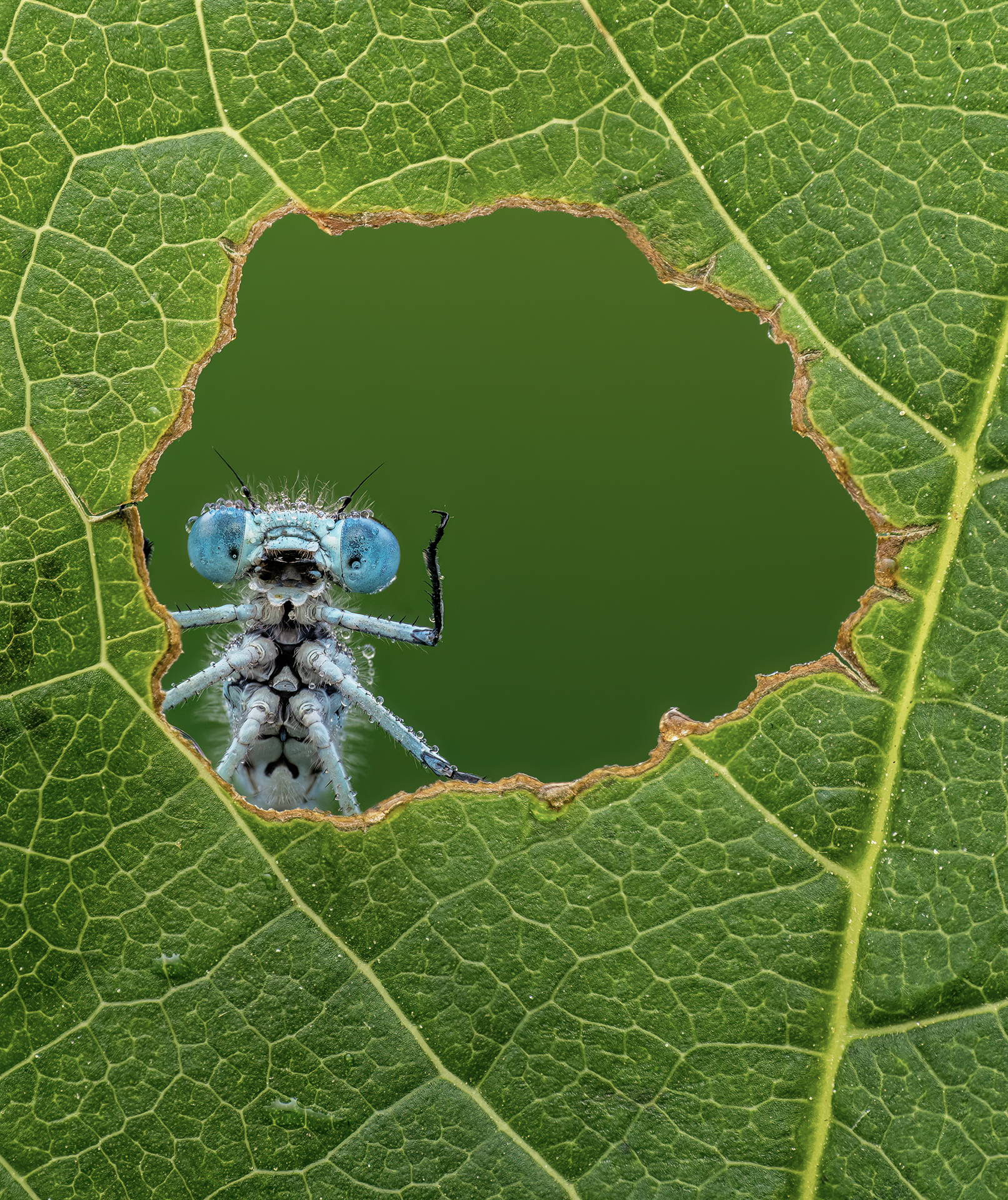 blue insect looking through a hole in a leaf. 'Nature's Window' [© Lee Frost / Nikon Comedy Wildlife Awards]