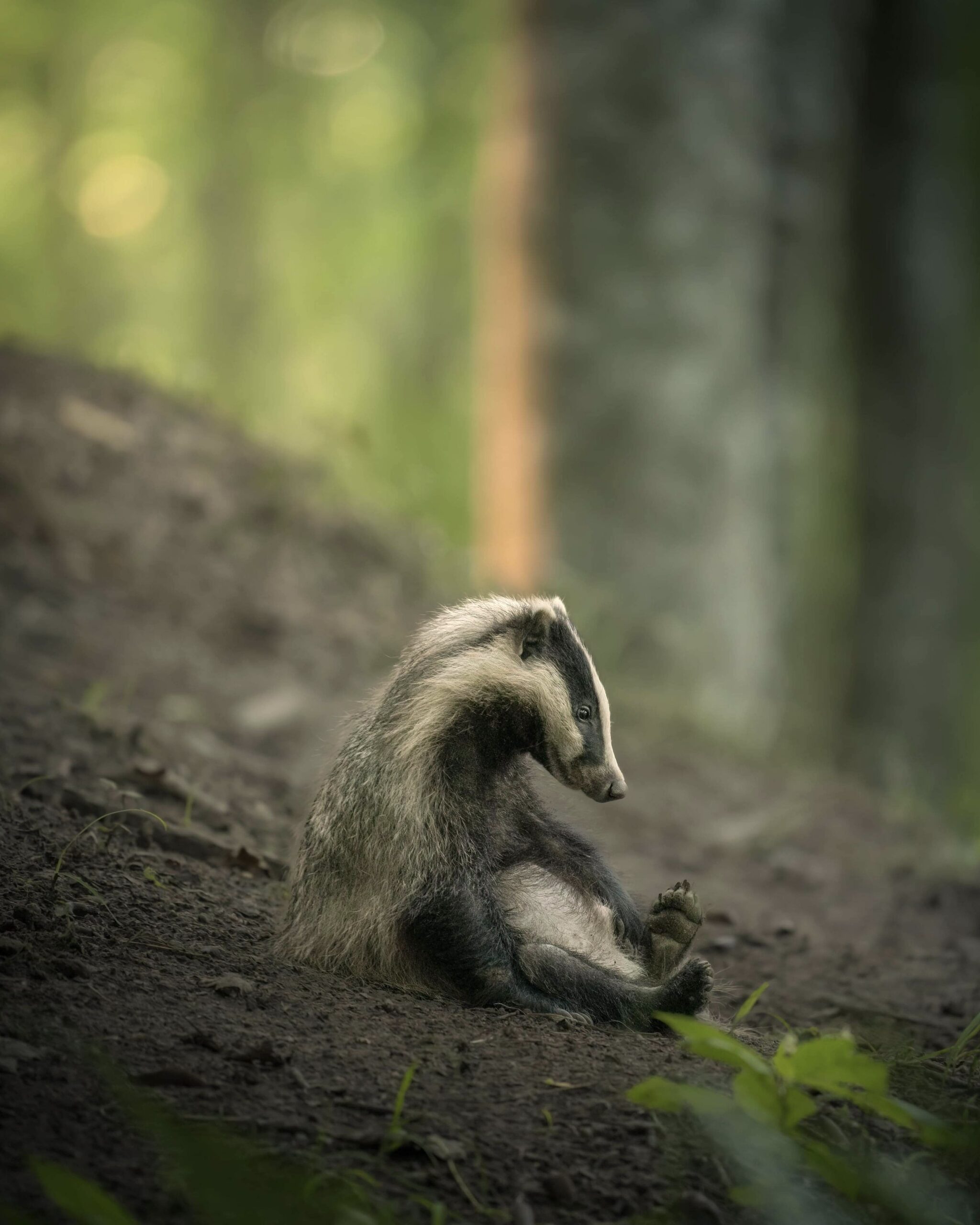 badger cub sitting down in the woods looking tired. 'Exhausted Badger Cub' [© Lukas Andree Andersen / Nikon Comedy Wildlife Awards]