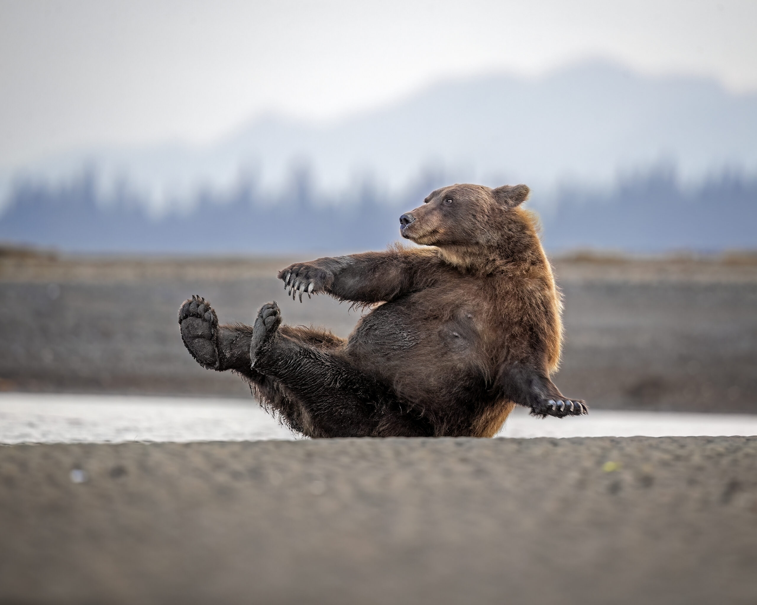 a bear laying on its back 'Morning Calisthenics' [© Scott Suriano / Nikon Comedy Wildlife Awards]